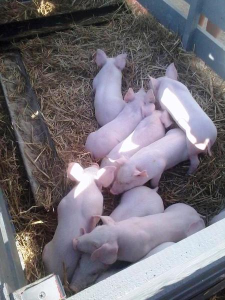 Блокада Крыма: Сергей Рулев продирается сквозь завалы еды в Севастополе Блокада Крыма: Сергей Рулев продирается сквозь завалы еды в Севастополе