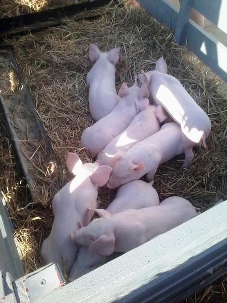 Блокада Крыма: Сергей Рулев продирается сквозь завалы еды в Севастополе Блокада Крыма: Сергей Рулев продирается сквозь завалы еды в Севастополе