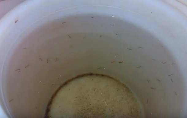  На Житомирщине в воде из крана обнаружили головастиков