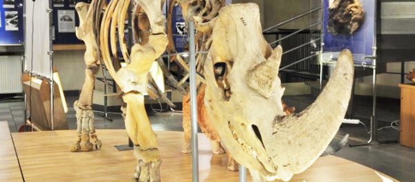 Российская биоинженерия. Клонирование древних животных