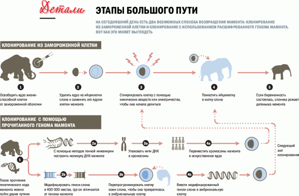 Российская биоинженерия. Клонирование древних животных