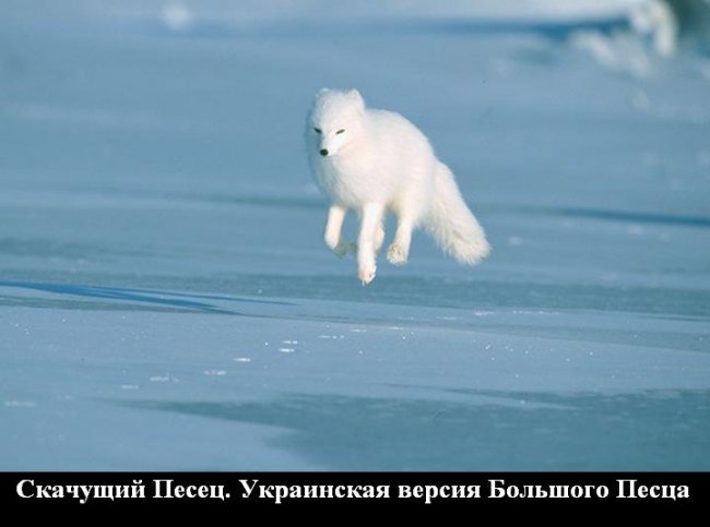 Удивительные похождения Песца в Стране 404