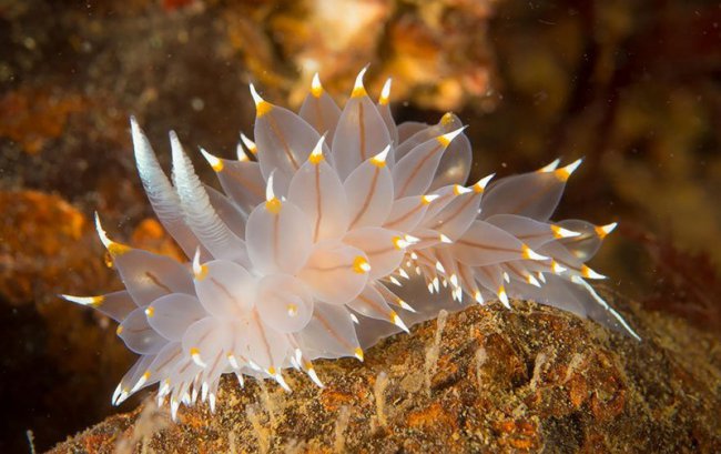 Потрясающая красота морских моллюсков