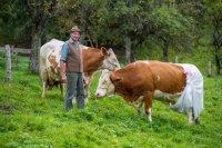 Эстонские фермеры боятся, что из-за эмбарго исчезнут свиньи и коровы