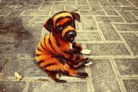 Бравый солдат Швейк воскрес в Вологде