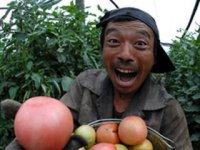 Овощеводство по китайски. Парниковый эффект