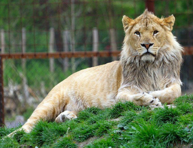 В датском зоопарке зовут детей на вскрытие льва В датском зоопарке зовут детей на вскрытие льва