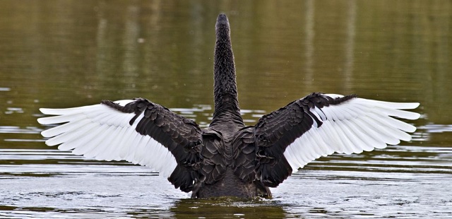 Вероятность «черного лебедя» достигла исторического рекорда Вероятность «черного лебедя» достигла исторического рекорда