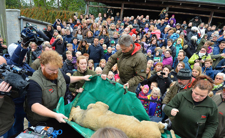 Их нравы. У датского зоопарка перед вскрытием льва скопилась очередь посетителей Их нравы. У датского зоопарка перед вскрытием льва скопилась очередь посетителей