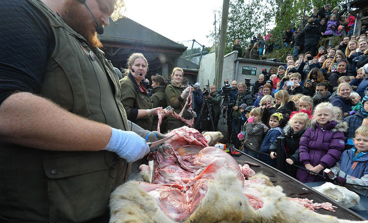 Их нравы. У датского зоопарка перед вскрытием льва скопилась очередь посетителей Их нравы. У датского зоопарка перед вскрытием льва скопилась очередь посетителей