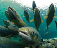 Ученые насмешили Интернет кратким пересказом своих диссертаций