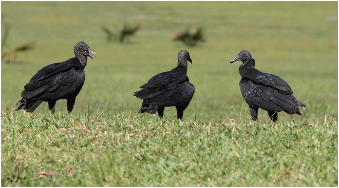 Путин неисчерпаем на сюрпризы! Юрий Селиванов Путин неисчерпаем на сюрпризы! Юрий Селиванов