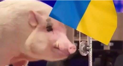 Тонкий троллинг: свинья поднимает флаг Украины