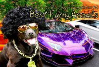 Подборка приколов с животными #3