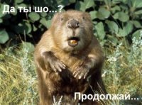 В тени выборов, или: “Бобёр, выдыхай!”