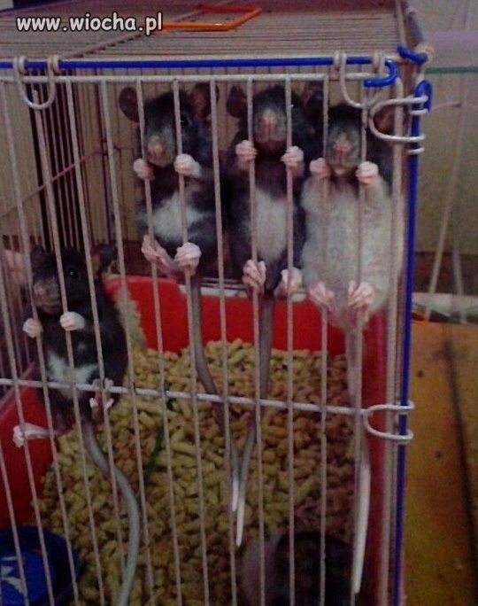 "Мыздобулы" в картинках. Смешных и не очень... 3-11-2015 "Мыздобулы" в картинках. Смешных и не очень... 3-11-2015