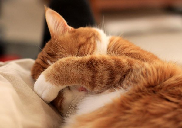 Блог Кота Моти. Ну вы загнули
