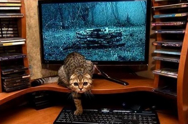 Блог Кота Моти. Я за вас умир! Блог Кота Моти. Я за вас умир!