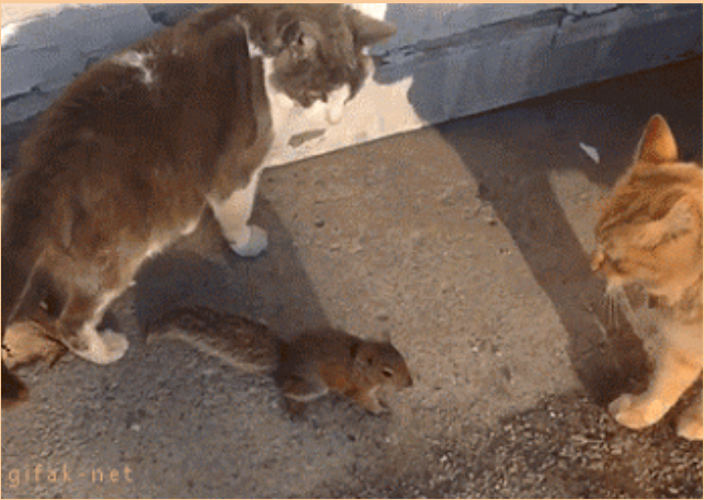 Блог Кота Моти. Текучка Блог Кота Моти. Текучка