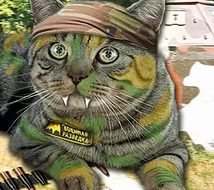 Блог Кота Моти. Текучка Блог Кота Моти. Текучка