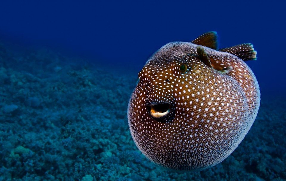 США: «показуха» в гонке вооружений США: «показуха» в гонке вооружений