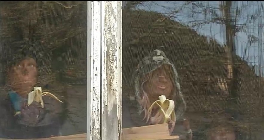 Толерантность по-эстонски и другие хвосты Толерантность по-эстонски и другие хвосты