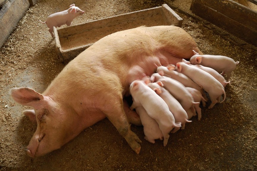 Мигранты в центре свиноводства Мигранты в центре свиноводства