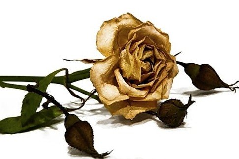 О любви (истории) О любви (истории)