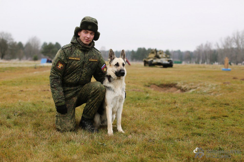 Хвостатый призыв: как солдаты учат собак Хвостатый призыв: как солдаты учат собак