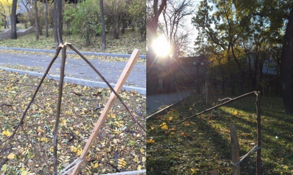 В Одессе неизвестные вырубили аллею "Небесной сотни" В Одессе неизвестные вырубили аллею "Небесной сотни"