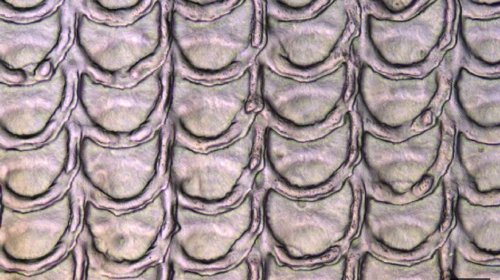 чешуйчатая кожа чешуйчатая кожа