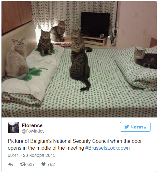 Брюссель: Наивысший уровень террористической угрозы и борьба с террористами при помощи котов