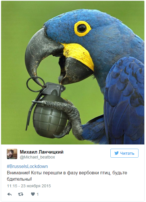 Брюссель: Наивысший уровень террористической угрозы и борьба с террористами при помощи котов