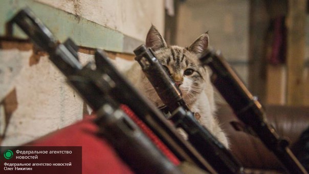 Сводки от ополчения Новороссии 24.11.2015 Сводки от ополчения Новороссии 24.11.2015