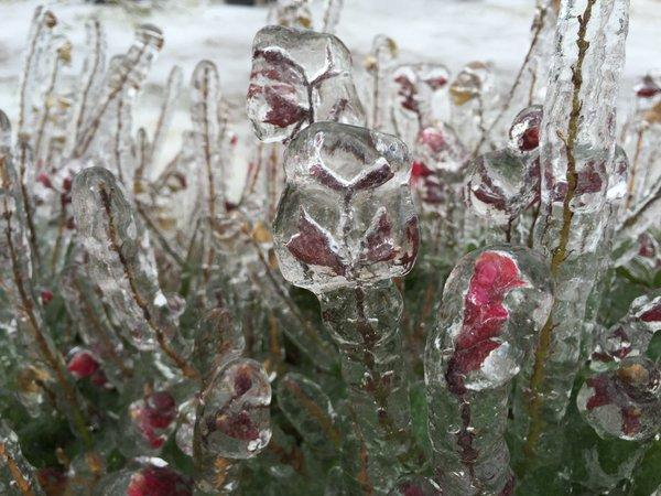 Жертвами непогоды в США стали 14 человек Жертвами непогоды в США стали 14 человек