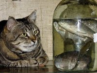 Блог Кота Моти. Текущия нуднасти