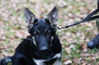 Хвостатый призыв: как солдаты учат собак