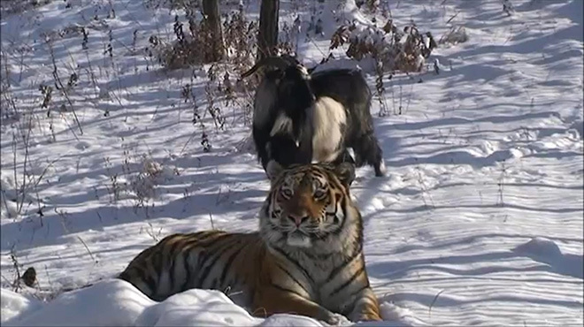 Козлик Тимур отказывается от еды и сна после разделения с тигром Козлик Тимур отказывается от еды и сна после разделения с тигром