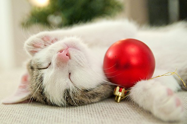 Праздник к нам приходит Праздник к нам приходит