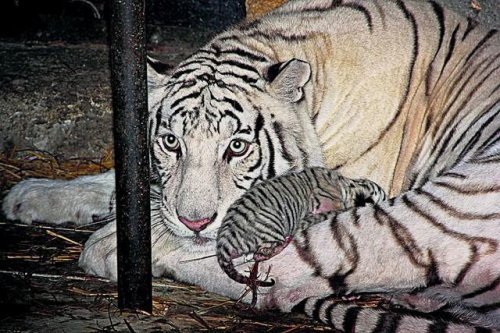 В крымском зоопарке умер второй редкий тигренок В крымском зоопарке умер второй редкий тигренок