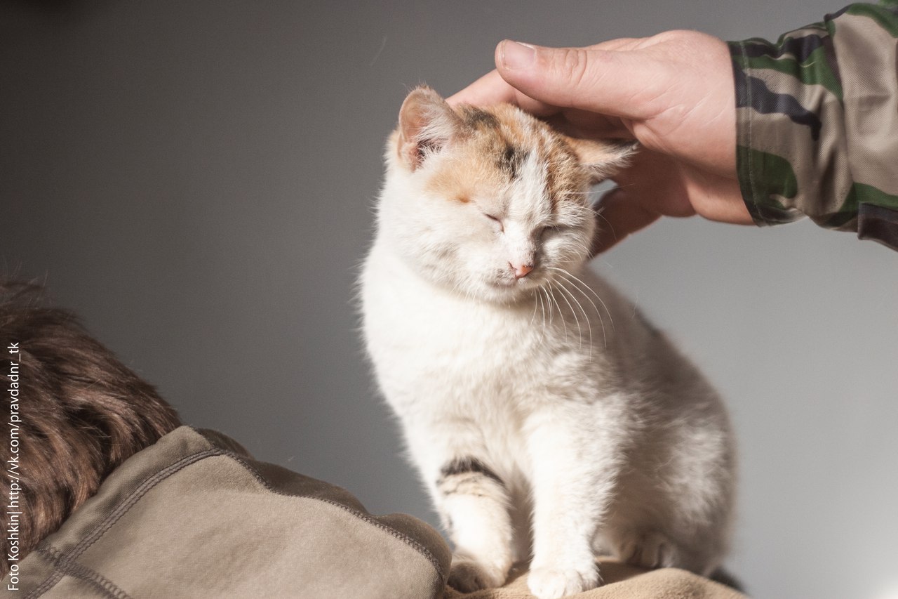 Сводки от ополчения Новороссии 07.12.2015 Сводки от ополчения Новороссии 07.12.2015