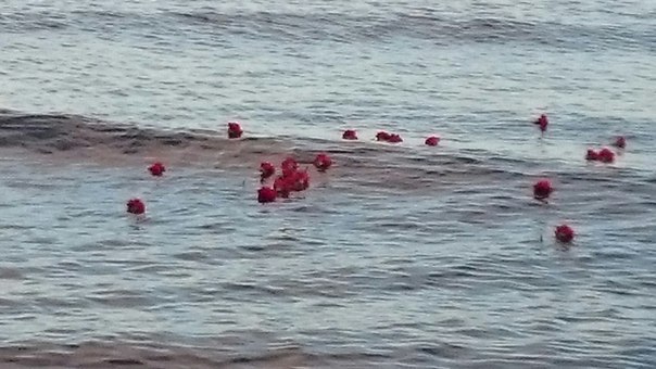 Сводки от ополчения Новороссии 10.12.2015 Сводки от ополчения Новороссии 10.12.2015