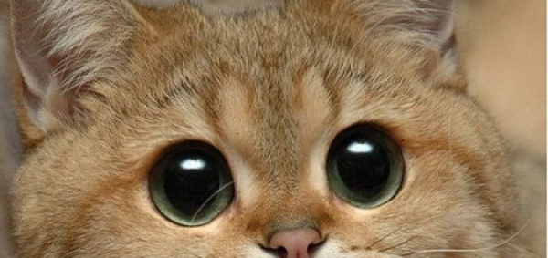 Спасение рядового Лазаря