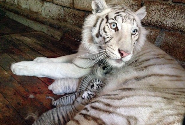 «А им вообще никого не жалко» «А им вообще никого не жалко»