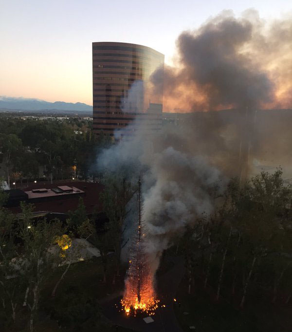 Праздника не будет, расходимся: В Калифорнии сгорела рождественская ель стоимостью $120 тыс. Праздника не будет, расходимся: В Калифорнии сгорела рождественская ель стоимостью $120 тыс.