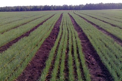 Без хлеба: Украину ожидает полуголодное существование Без хлеба: Украину ожидает полуголодное существование