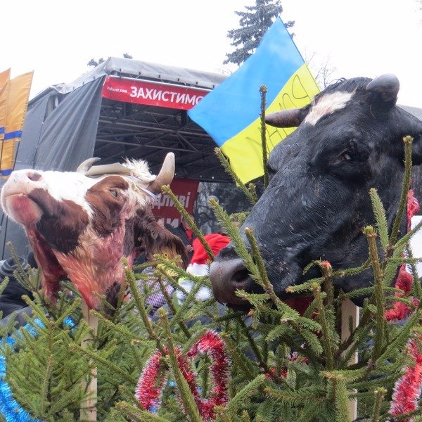У здания Верховной рады в Киеве на ёлках повесили отрезанные головы коров
