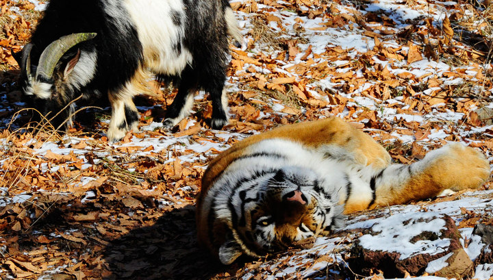 Про дружбу тигра Амура и козла Тимура могут снять мультфильм