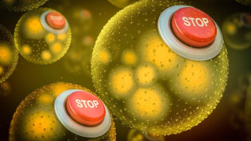 Создан защищенный "паролем" выключатель "Kill Switch", который позволит контролировать синтетические бактерии и микроорганизмы Создан защищенный "паролем" выключатель "Kill Switch", который позволит контролировать синтетические бактерии и микроорганизмы