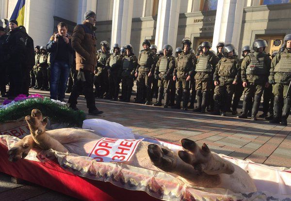 К зданию Верховной рады митингующие принесли гроб со свиньёй К зданию Верховной рады митингующие принесли гроб со свиньёй